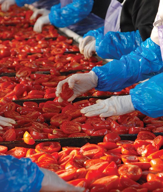 sorting quality tomatoes before drying