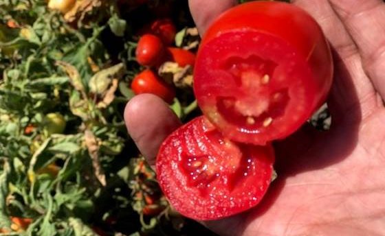 tomato harvested for dried tomatoes